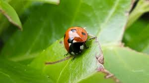 Ladybird Survey Irish Wildlife Trust