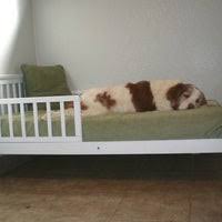 The new standard in pet care services! Bark Avenue Pet Resort 2471 Clements Ferry Rd