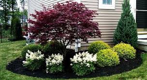 Evergreen Shrub For Corner Of House Evergreen Shrub For Corner Of House Japanese Maple Corne Front Yard Landscaping Design House Landscape Home Landscaping