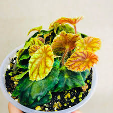 Image result for Begonia quadrialata