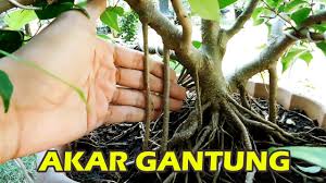 Cara Cepat Membuat Akar Gantung Pada Bonsai Youtube