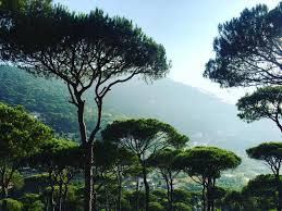 Mostapha raad‏ @mostapharaad 11 мая. Lebanon Nature Pine Trees Bzebdin Lebanon In A Picture