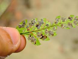 Image result for Arachniodes webbiana