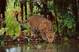 Jaguars Drinking Water Jaguar Drinking Panthera Onca Belize Frans Lanting Jaguar Animals Wild