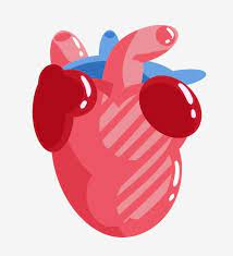 قلب ينبض رسم كاريكاتوري تصوير عضوي الأعضاء البشرية أعضاء الجسم أعضاء مجسم دم أحمر الضرب قلب الجهاز قلب نابض التوضيح الكرتون توضيح الجهاز png وملف psd heart illustration illustration art
