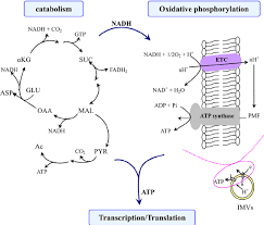 The Active Biochemical Reactions In The Cytomim System Glutamate Is Download Scientific Diagram