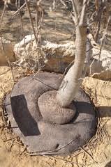 Image result for Trochomeria hookeri