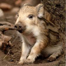 Little Boar On Instagram Marli Our Little Boar Can T Wait For The Weekend To Start Littleboar Tgif Weekendvibes Cute Animals Cute Baby Animals Animals