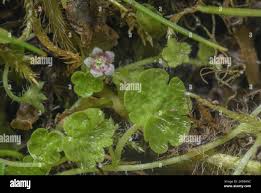 Image result for Sibthorpia europaea