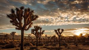 Maybe you would like to learn more about one of these? Joshua Tree National Park Sehenswurdigkeiten Hotels Der Blog Zum Reise Planen