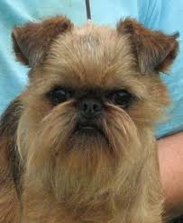 We interview all references provided and require a home visit before placements. Brussels Griffon Breeders Canada Canadogs