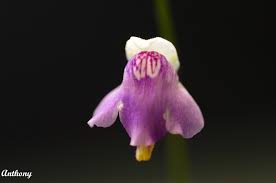 Image result for Genlisea africana