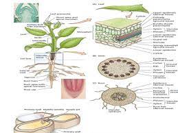 Strong walls of specialized cells hold the plant up against the force of gravity. Plant Cell Wall And Plasma Membrane