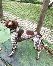 Worry About Pet Concern And Need Rilten Kennels Ensuring Your Pets Are Returned To You Happy And Healthy Petboarding Epping Pet Boarding Pets Dog Boarding