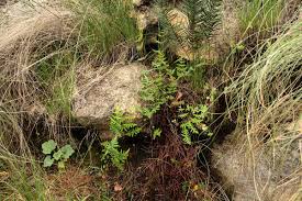 Image result for Aleuritopteris welwitschii