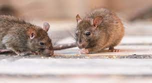 Tuer les rats avec le bicarbonate de soude. 5 Astuces Pour Faire Fuir Les Rats