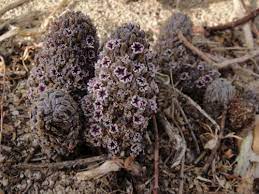 It's the holiday season and that means plenty of christmas activities and events in palm springs and the coachella valley. Desert Christmas Tree Pholisma Arenarium