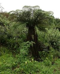 Image result for Cyathea dregei