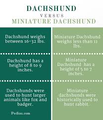 Difference Between Dachshund And Miniature Dachshund
