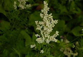 Image result for Sphaeranthus gomphrenoides
