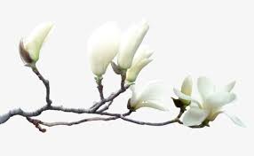 Magnoliya Cvety Watercolor Flower Background Flower Graphic Design Flower Backgrounds