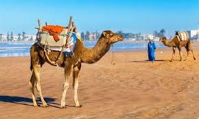 Camel trekking experience is very happy to shear with you the best sensations and the happy moments of your life time tour in morocco the beautiful country; Essaouira Full Day Trip With Sunset Camel Ride From Marrakech Kkday