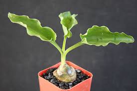 Image result for Drimia hockii