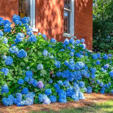 Image result for Hydrangea