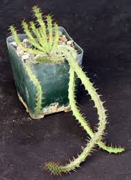 Image result for Monadenium spinulosum