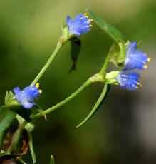 Image result for Cyanotis sp. aff. C. lapidosa