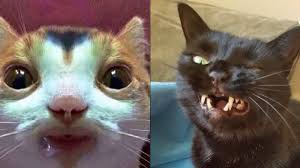 From funny cat pics with captions 2019 to funny cat memes clean 2020, all make sense to us when we have cats at home to adore. Best Cat Memes Compilation Of 2020 Part 30 Funny Cats Youtube