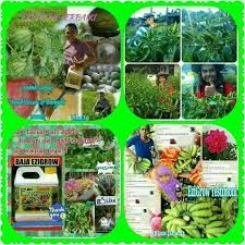 Baja foliar baja ezigrow menggalakkan pertumbuhan tanaman sehingga 70% , meningkatkan kualiti tanaman dan bebas penyakit. Hi O Ezigrow Baja Tanaman Anda Shopee Malaysia