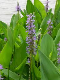 Image result for Pontederiaceae