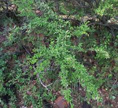 Image result for Jasminum stenolobum