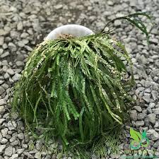 Image result for Huperzia bampsiana