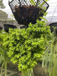 Image result for Huperzia phlegmaria