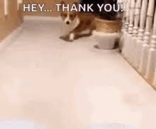 Thank You Dog Gifs Tenor The pup who can't believe this other dog is trying to take over his territory. thank you dog gifs tenor