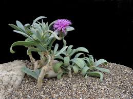Image result for Kleinia abyssinica