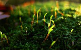 Green Close Up Nature Grass Macro Depth Of Field Green Nature Wallpaper Nature Wallpaper Green Nature
