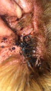Image result for mold in the ear dog