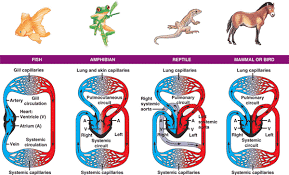 What kind of heart fish and how the blood flow occurs, you can learn by reading the information in where is the heart? Is There Any Real Potential Advantage To Having Two Hearts Worldbuilding Stack Exchange