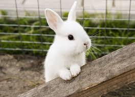 The key is to stick to something short that your cat can remember easily. Cute Bunny Names 500 Adorable Names For Fluffy Rabbits My Pet S Name