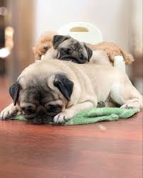 Pug Panosundaki Pin