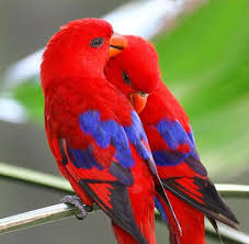 32 Amazingly Beautiful Red Animals You Need To See Beautiful Birds Cute Birds Animals Beautiful