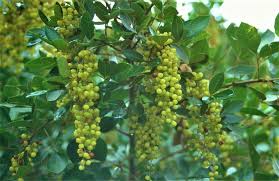 Image result for Searsia pentheri