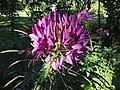 Image result for Cleome polyanthera