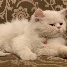 قطط للتزاوج قط شيرازي... - إعلانات تبني وعلاج وفندقه قطط | Facebook