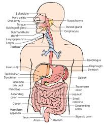 Function Of Human Digestive System 580x694 Human Body Diagram Human Digestive System Digestive System Anatomy