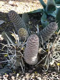 Welcome to bach's greenhouse cactus nursery. Probably Not Called Wrinkly Penis Cactus So What Is It Someone Front Garden Tucson Az Whatsthisplant
