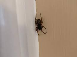 When someone is bitten by these spiders it's if you are having trouble with false widow spiders in your home, there are a few things you can do. What To Do If You Re Bitten By A False Widow Spider Surrey Live